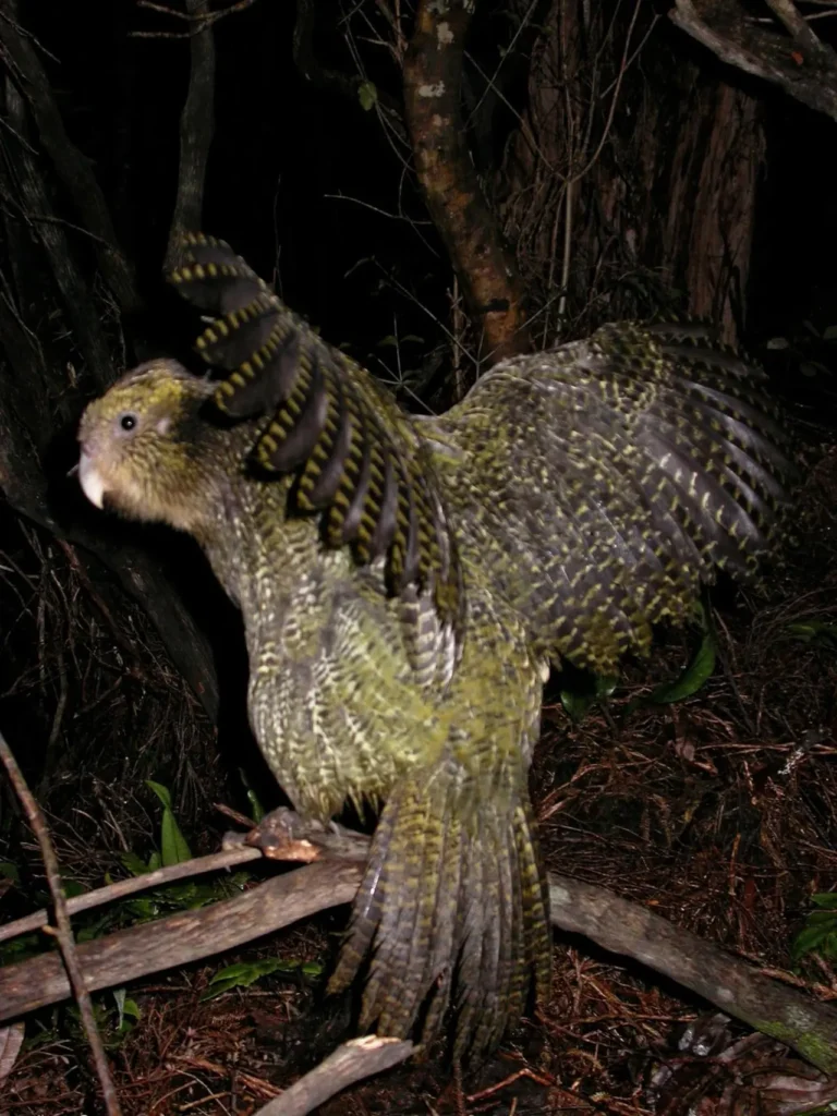 Kakapo 24