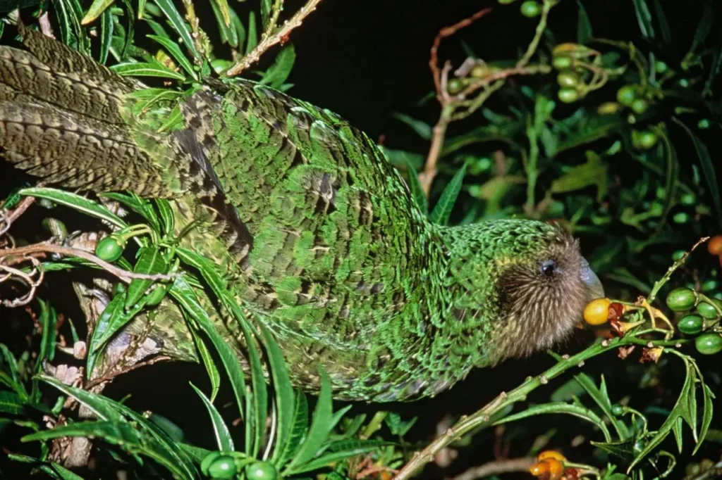 Kakapo 25