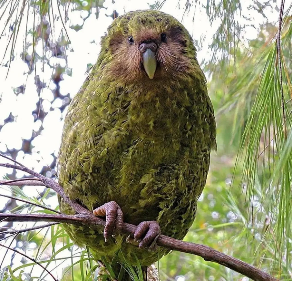 Kakapo 26