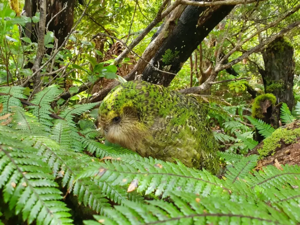 Kakapo 29