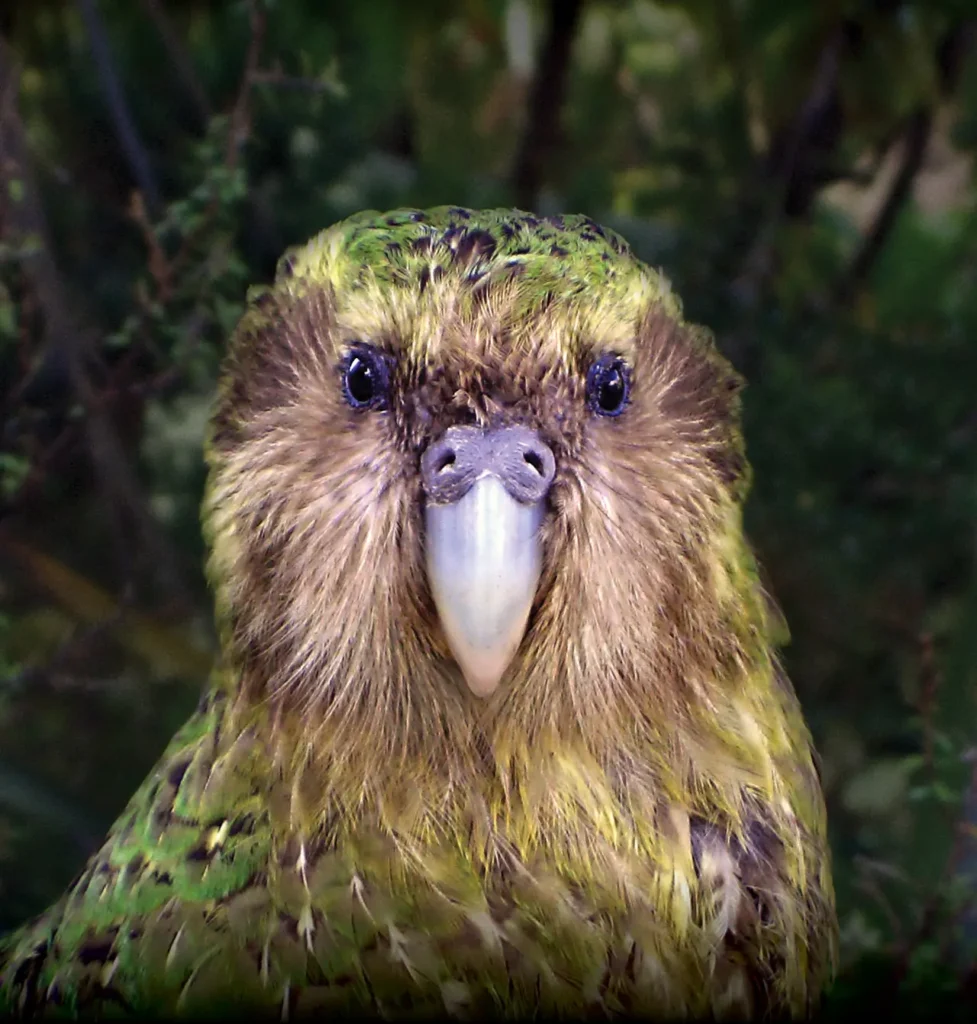 Kakapo 3