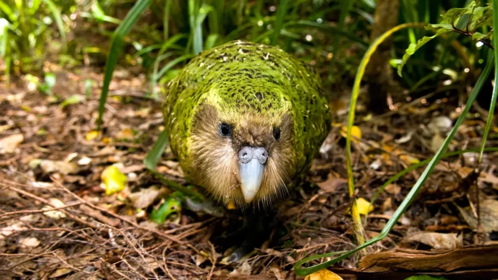 Kakapo 6