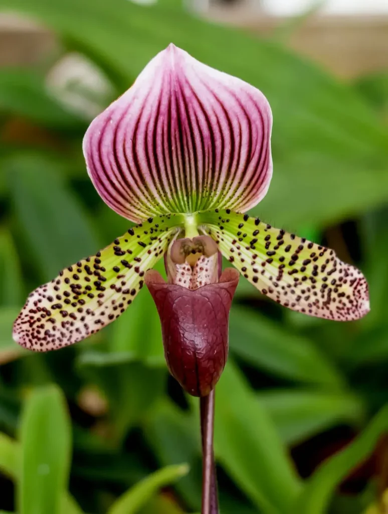 Lady’s Slipper Orchids 2