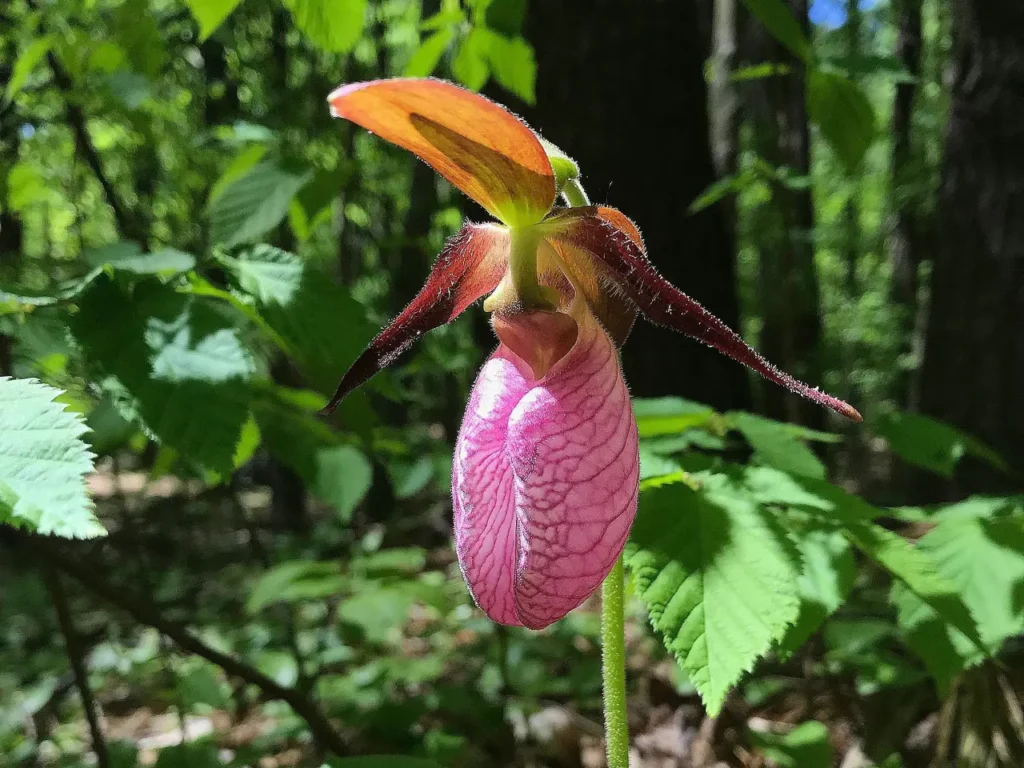 Lady’s Slipper Orchids 3