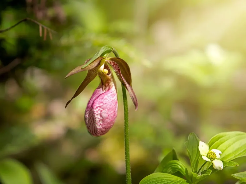 Lady’s Slipper Orchids 4