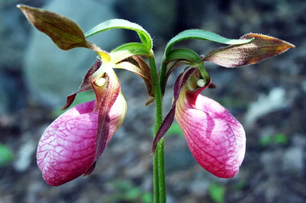 Lady’s Slipper Orchids 5