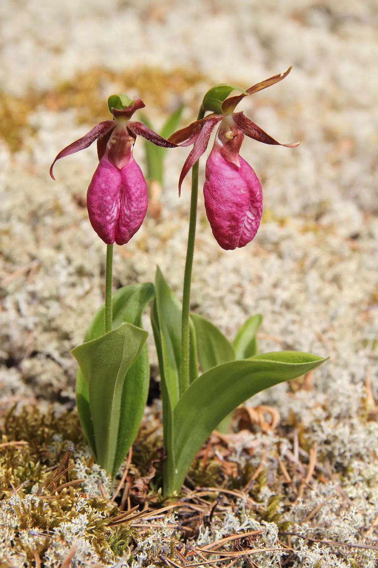 Lady’s Slipper Orchids 6