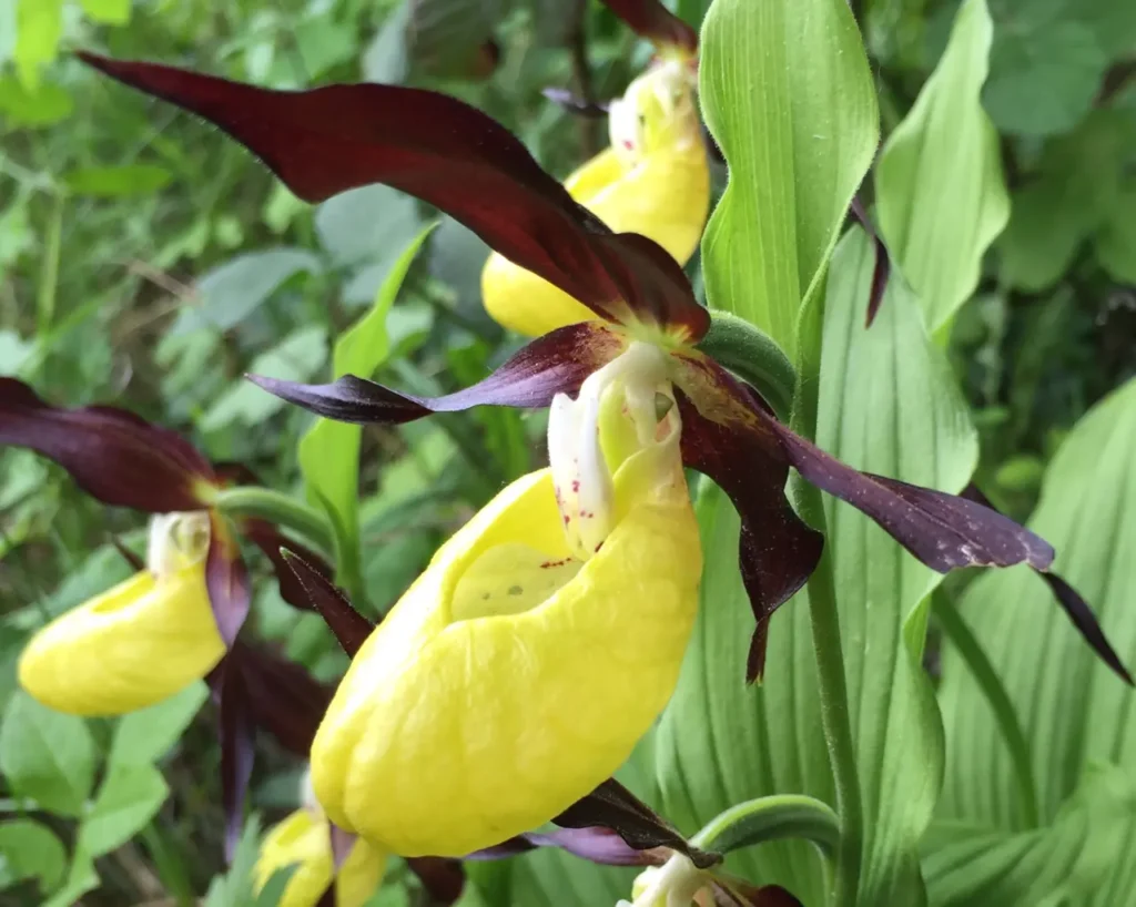 Lady’s Slipper Orchids 7