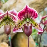 Lady’s Slipper Orchids 8
