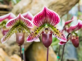Lady’s Slipper Orchids 8
