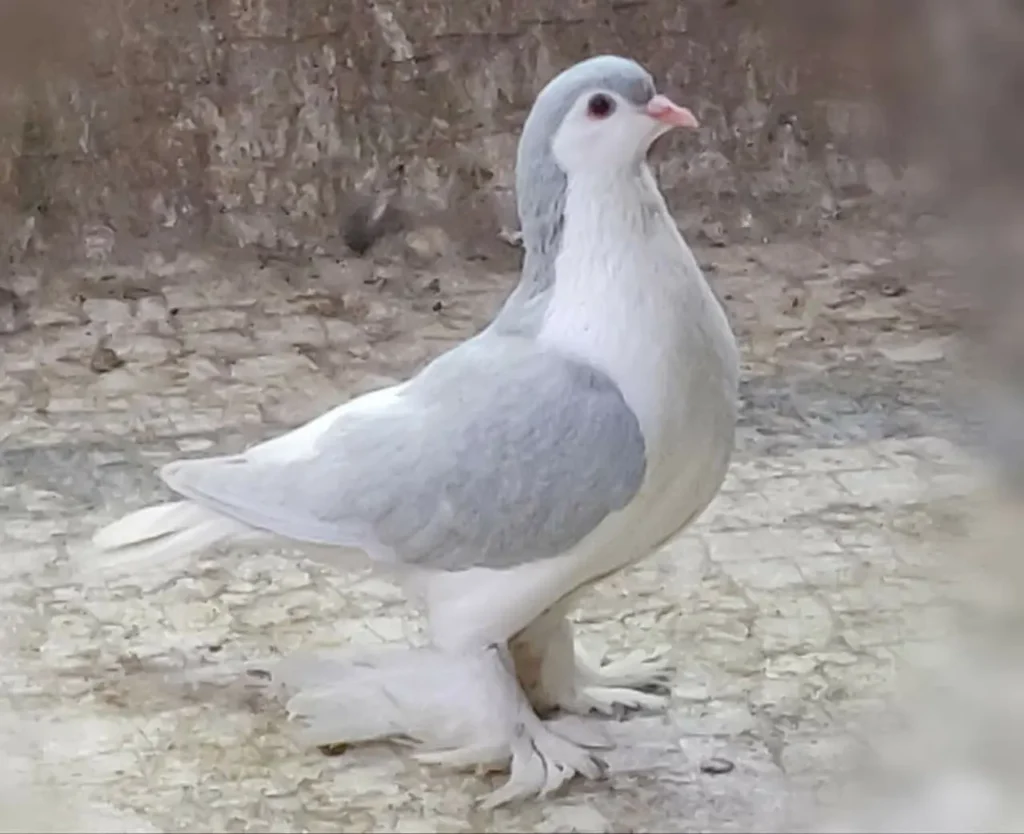 Lahore Pigeon 3