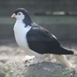Lahore Pigeon 4