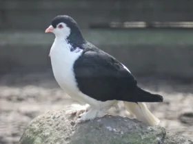 Lahore Pigeon 4