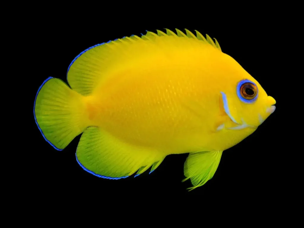 Lemonpeel Angelfish 1