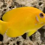 Lemonpeel Angelfish 10