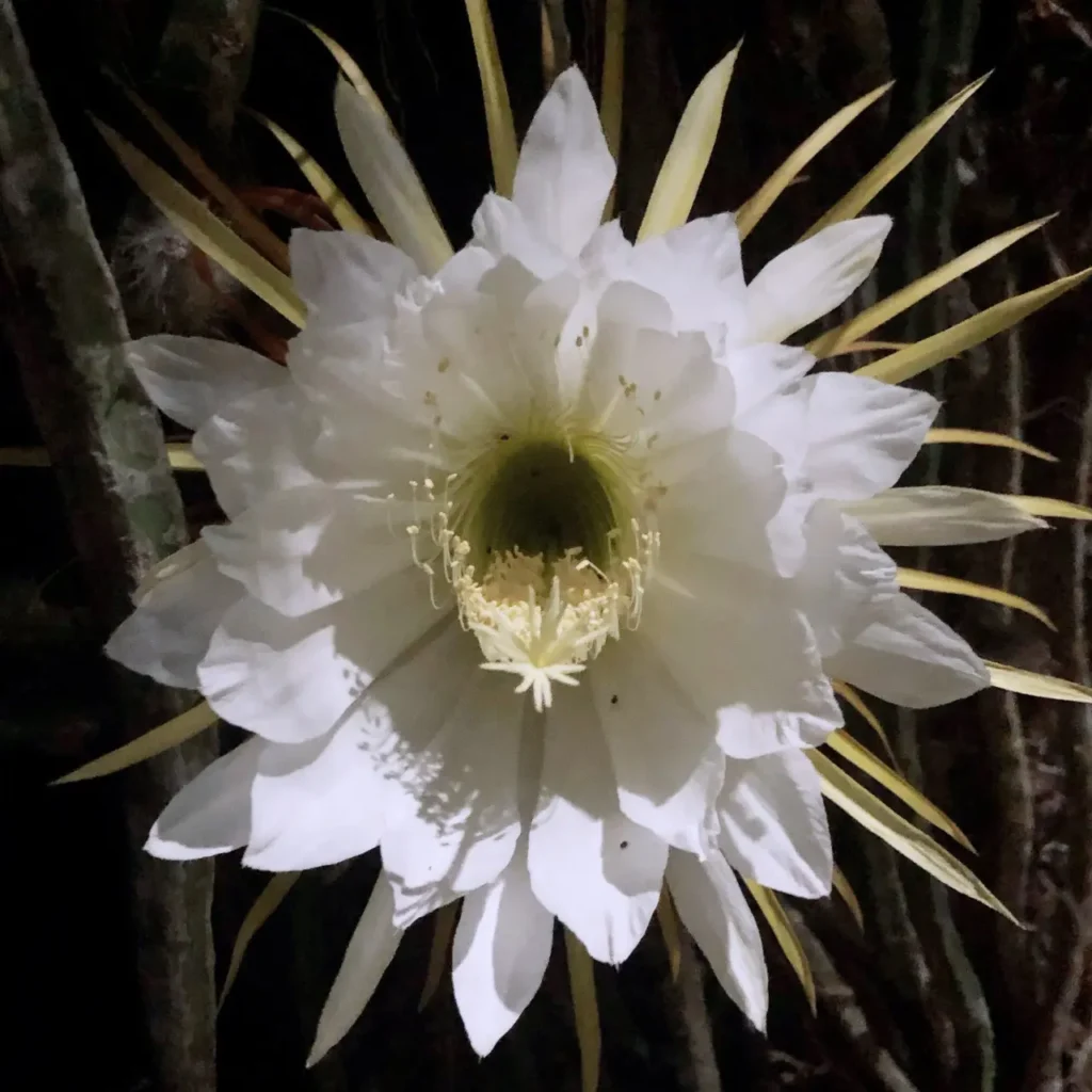 Night-blooming Cereus 2