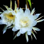 Night-blooming Cereus 3