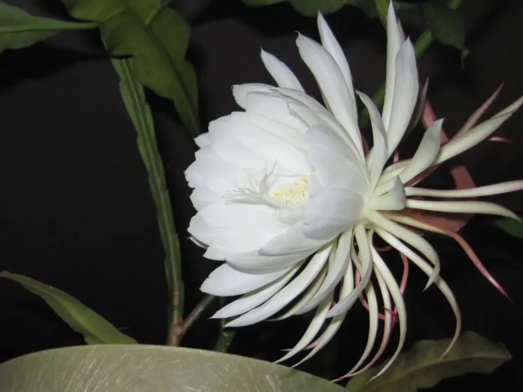 Night-blooming Cereus 7