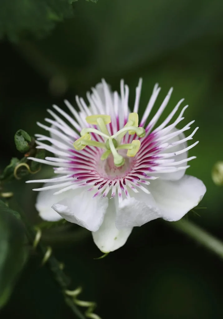 Passifloraceae Flower 11