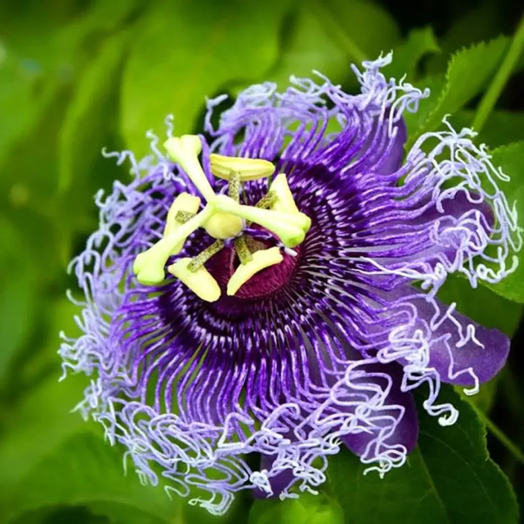 Passifloraceae Flower 14