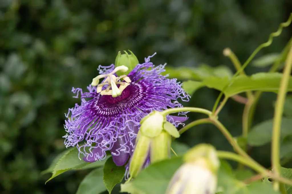 Passifloraceae Flower 15