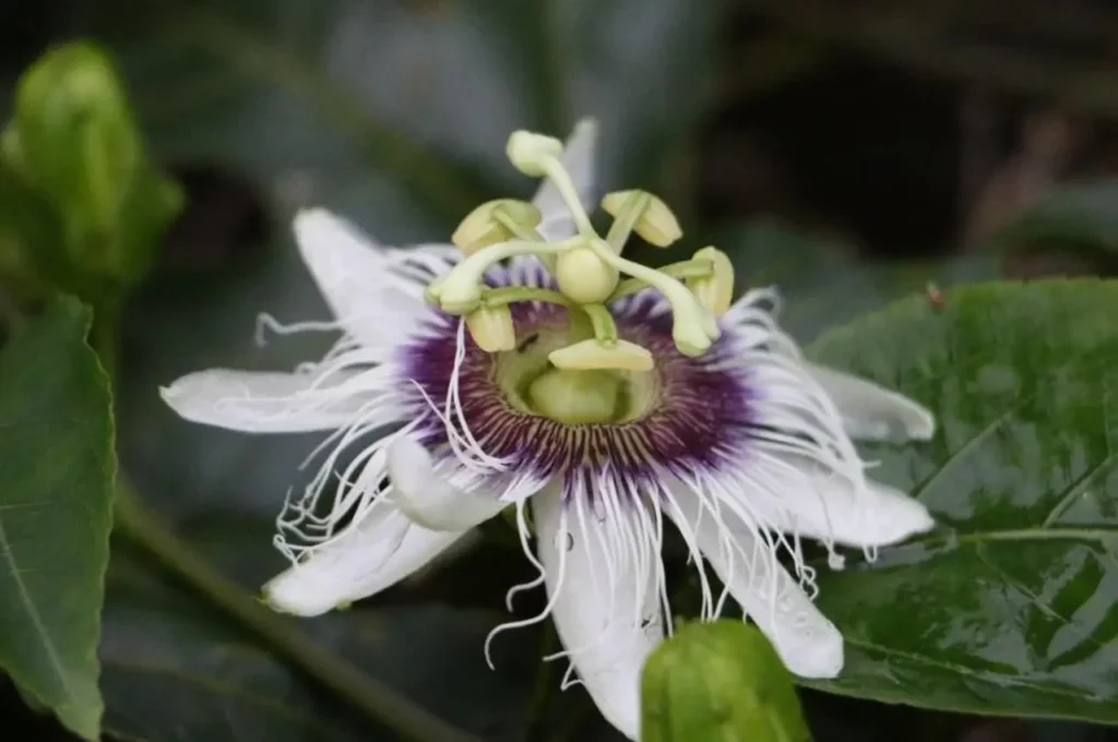 Passifloraceae Flower 16