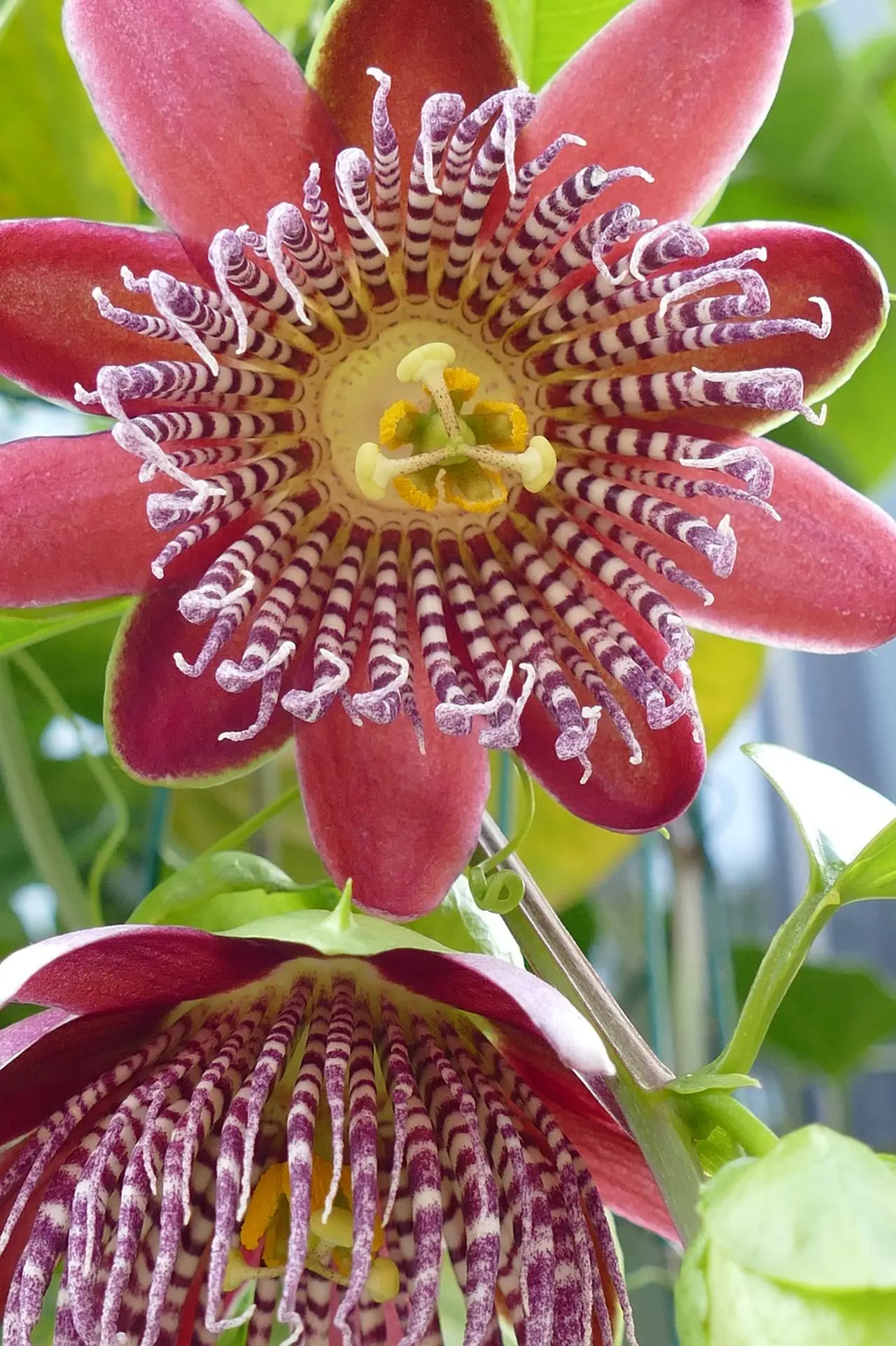 Passifloraceae Flower 4