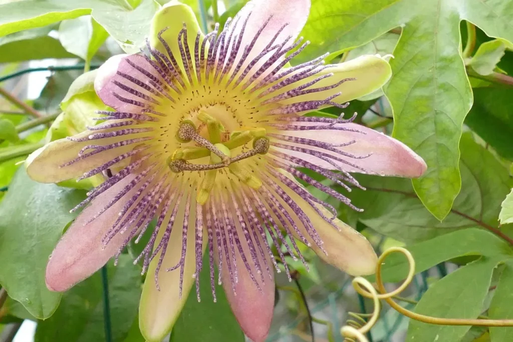 Passifloraceae Flower 6