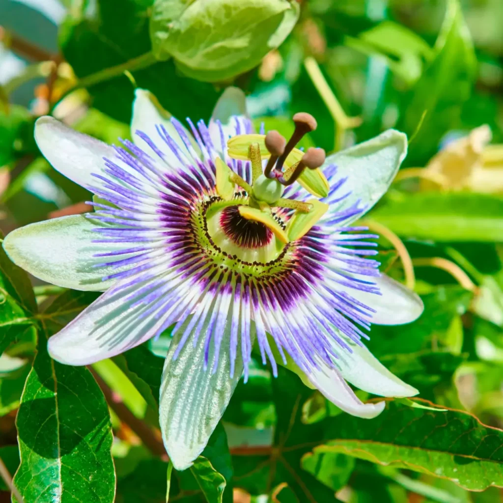 Passifloraceae Flower 9