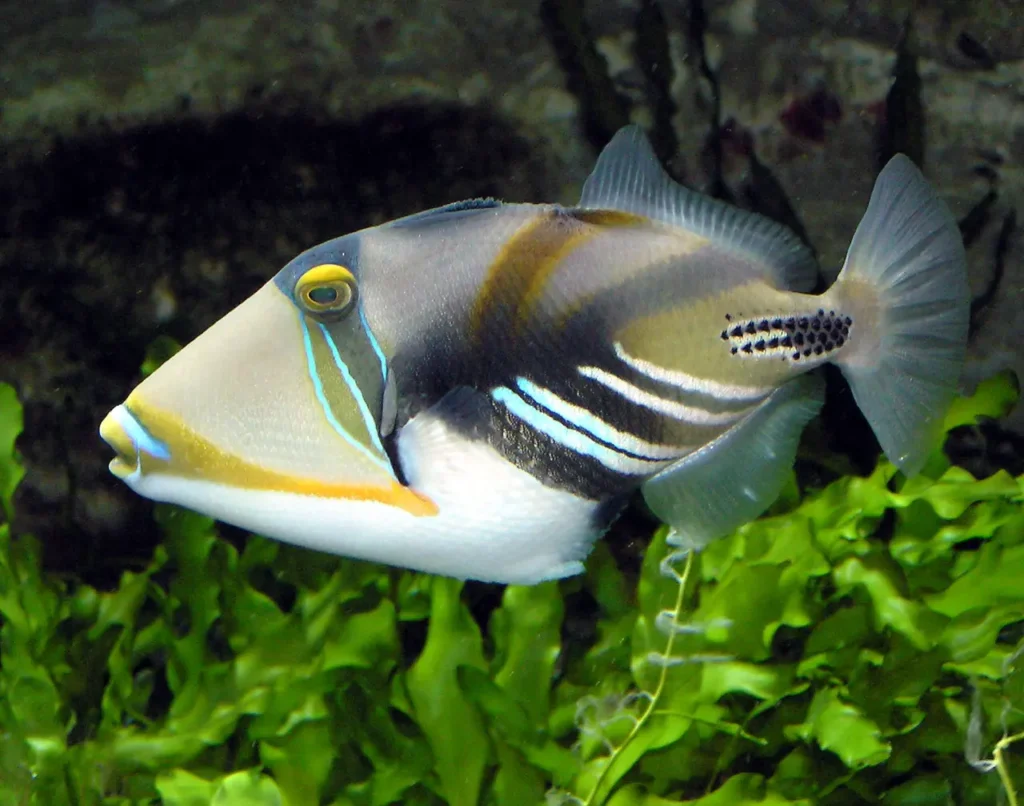 Picasso Triggerfish 1