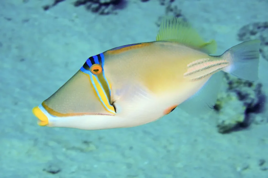 Picasso Triggerfish 2