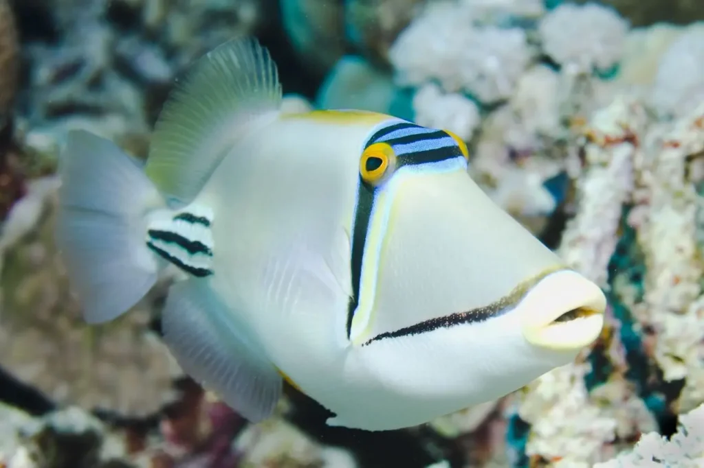 Picasso Triggerfish 3
