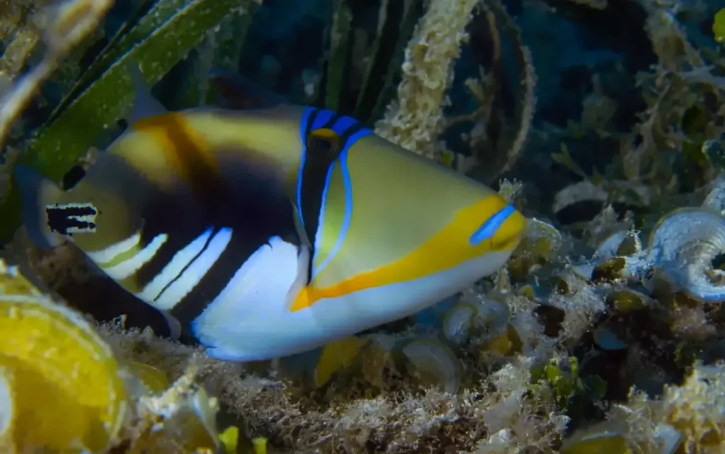 Picasso Triggerfish 5