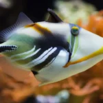 Picasso Triggerfish 6