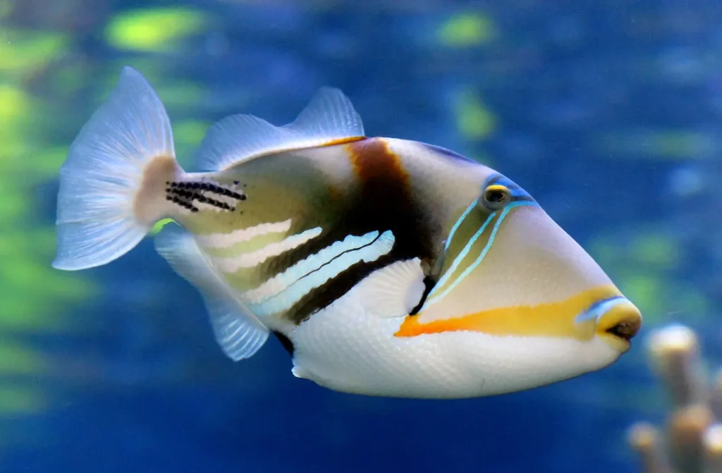 Picasso Triggerfish 7