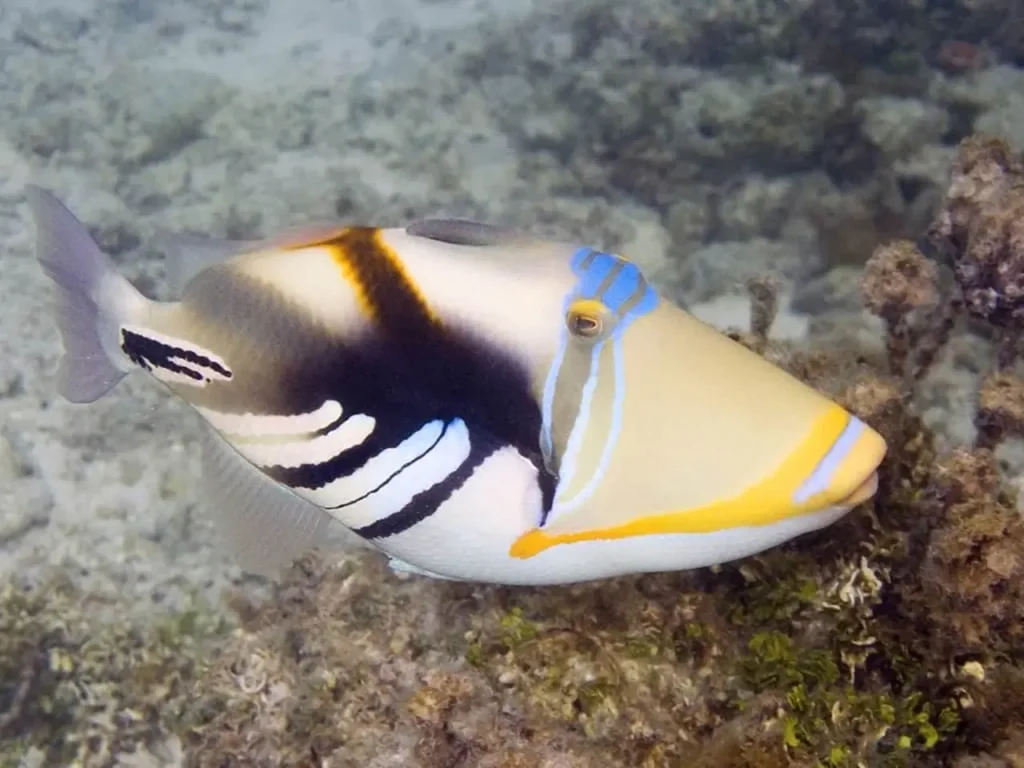 Picasso Triggerfish 8