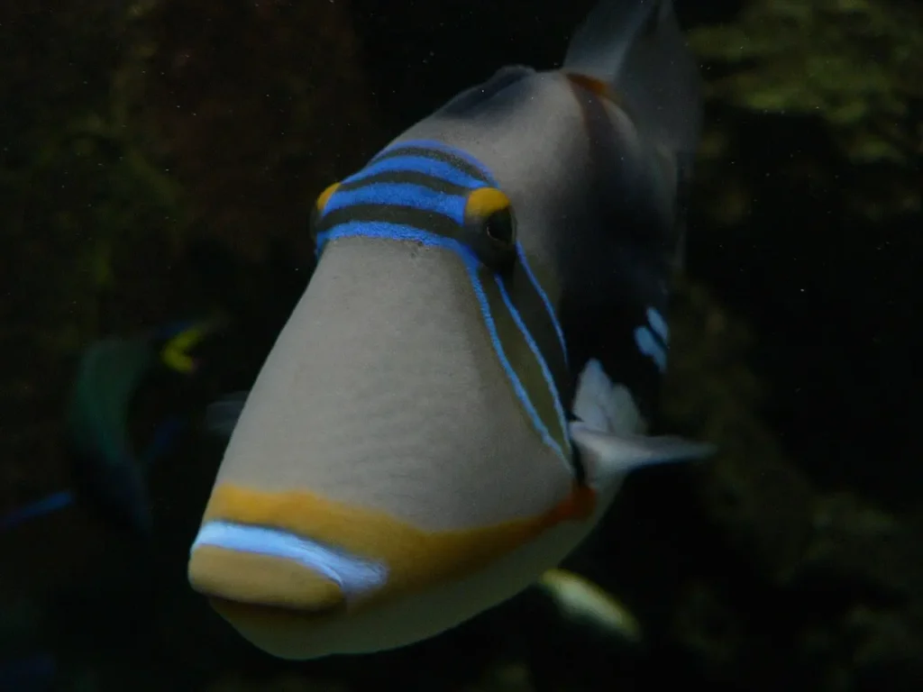 Picasso Triggerfish 9