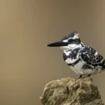 Pied Kingfisher 19