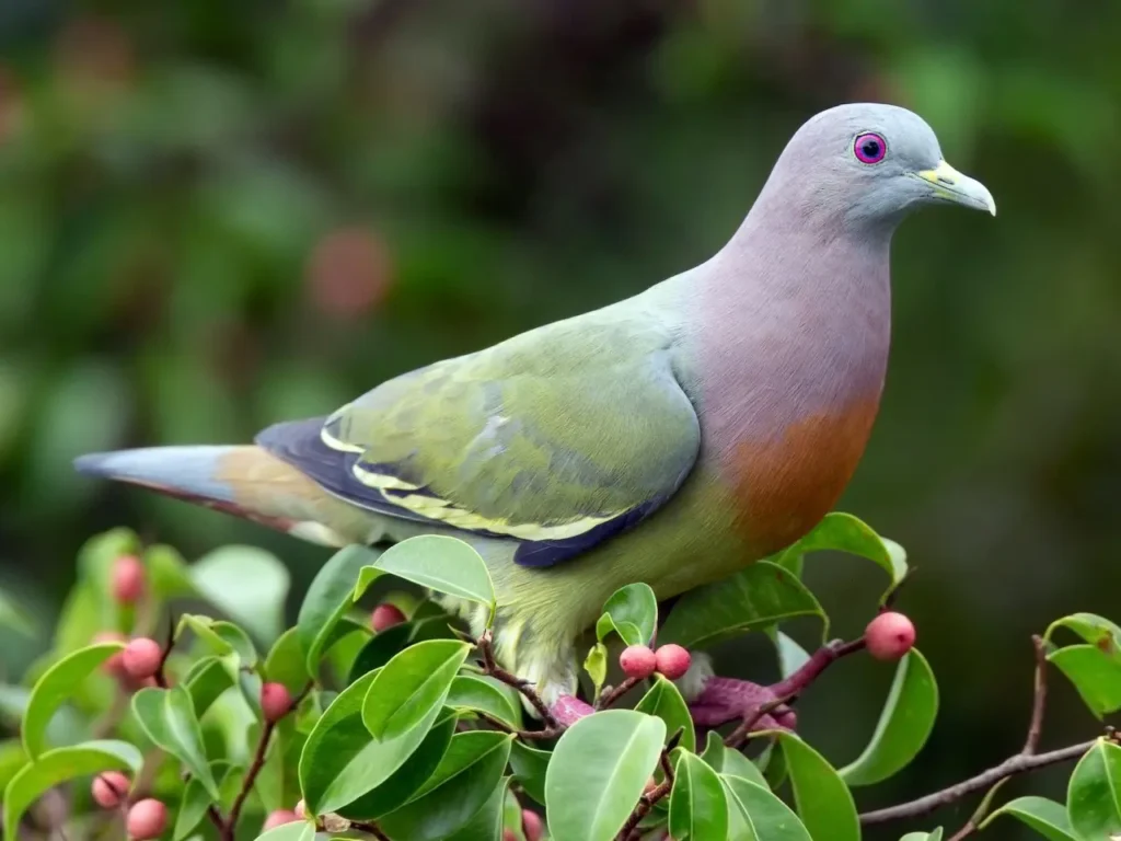 Pink-necked Green Pigeon 1