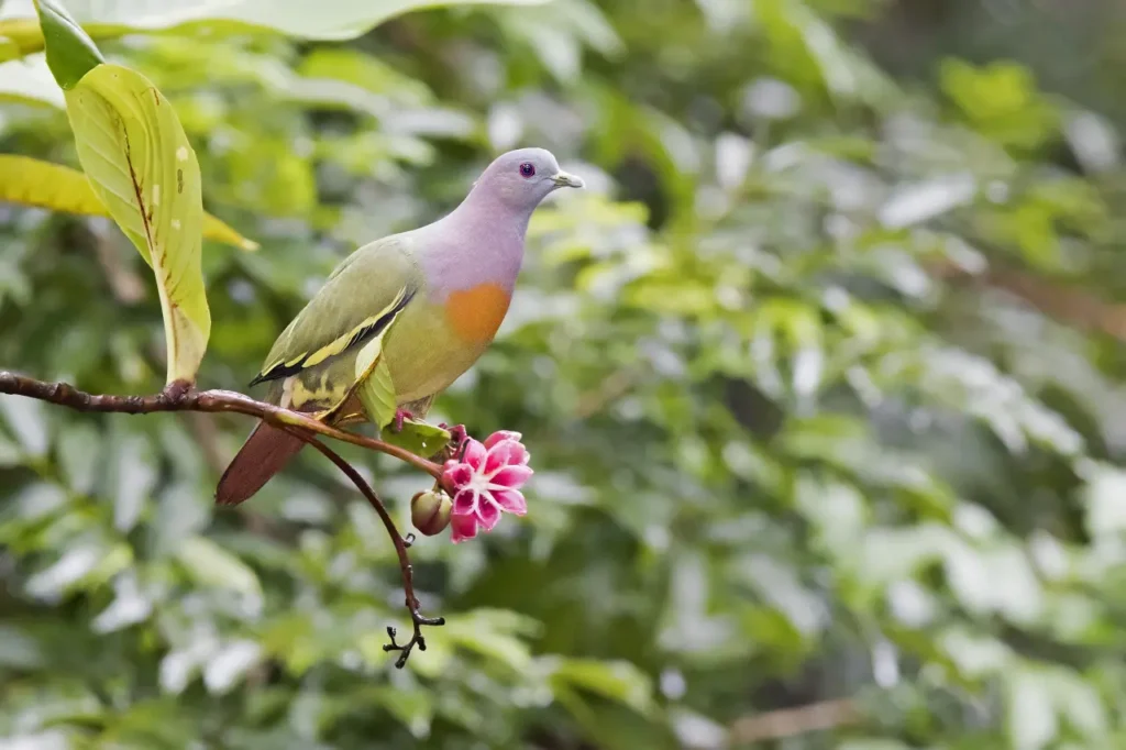 Pink-necked Green Pigeon 12