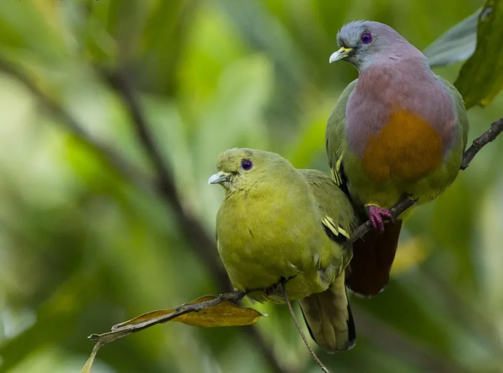 Pink-necked Green Pigeon 14