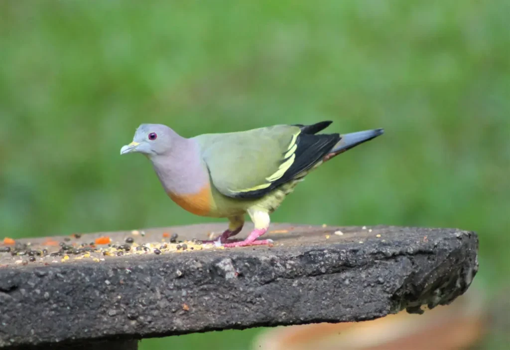 Pink-necked Green Pigeon 15