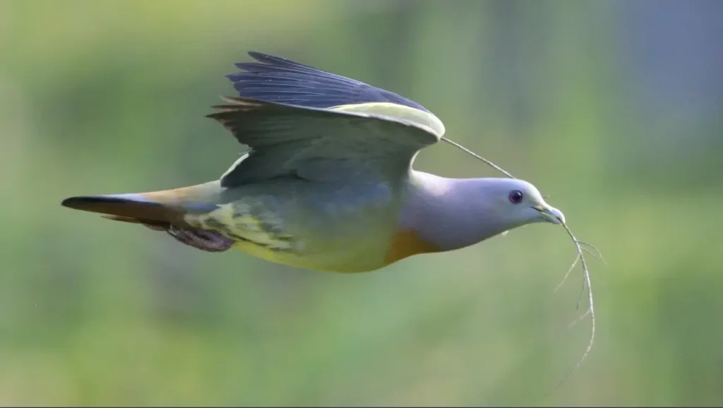 Pink-necked Green Pigeon 16