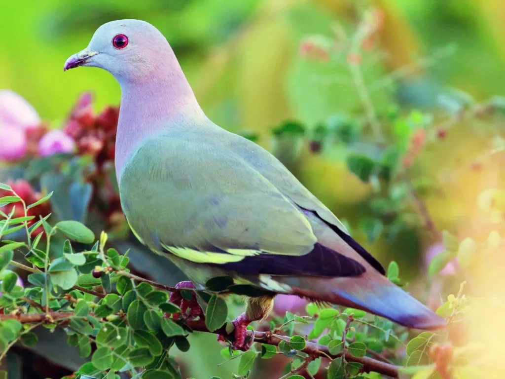 Pink-necked Green Pigeon 2