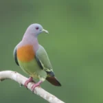 Pink-necked Green Pigeon 3