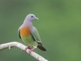 Pink-necked Green Pigeon 3