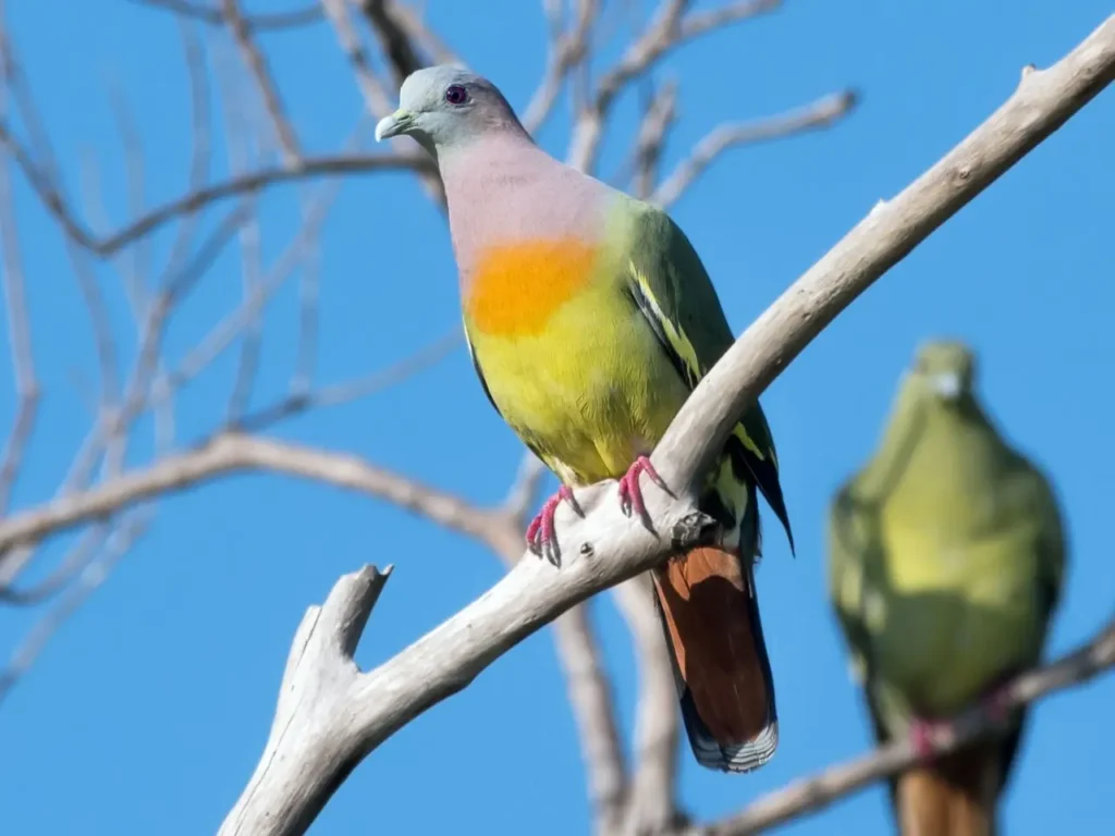 Pink-necked Green Pigeon 4