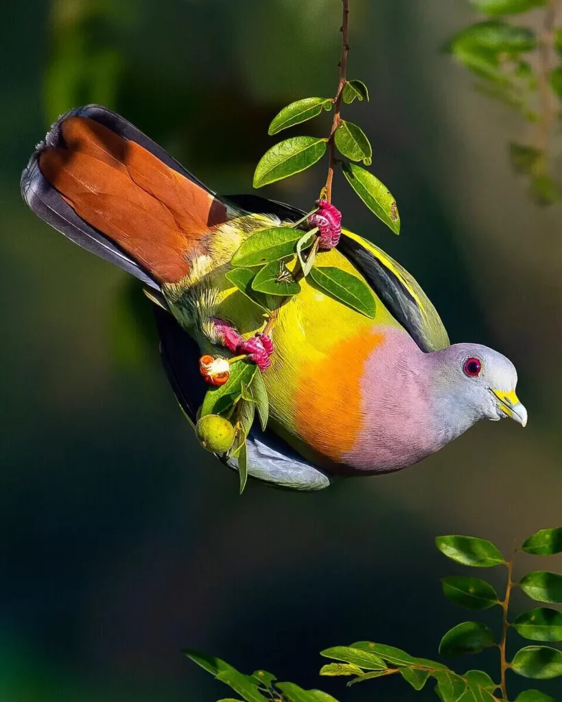 Pink-necked Green Pigeon 7