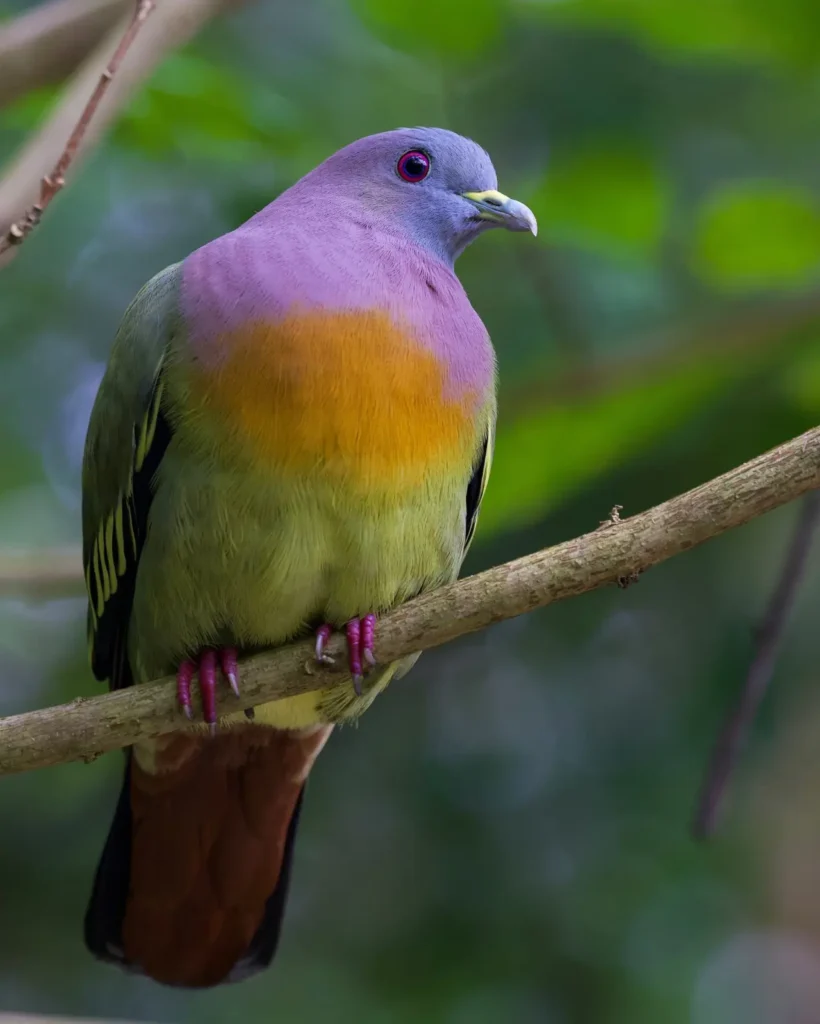Pink-necked Green Pigeon 8