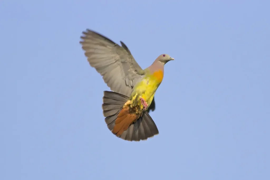 Pink-necked Green Pigeon 9